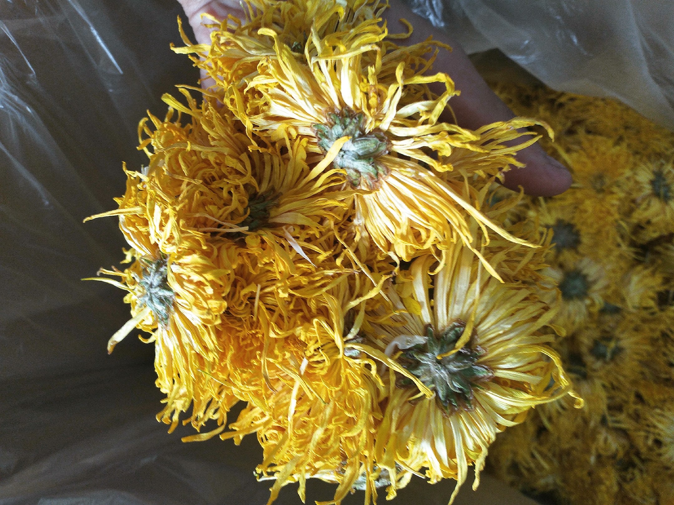 金丝皇菊茶产地风光