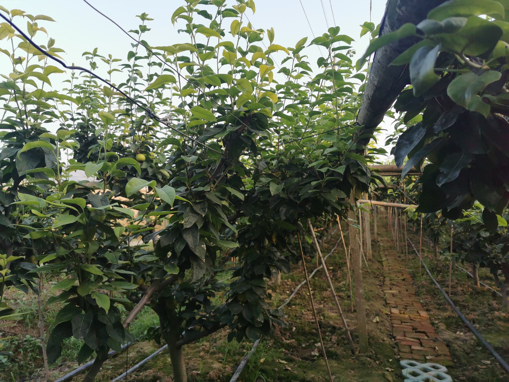 翠冠梨与焦溪蜜梨种植基地对比图