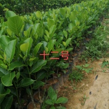 泰国红肉十二号菠萝蜜苗供应批发，品种纯正，全都是自产自销