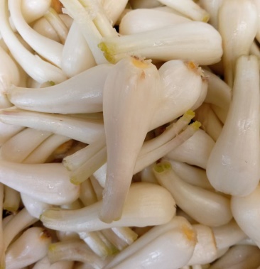 新鲜藠头大量上市,红土