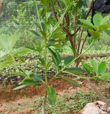 广西藤县古龙大红八角嫁接苗批发