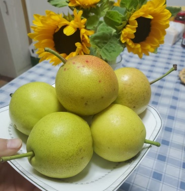 [丁香梨批发]早白蜜丁香梨价格4.50元/公斤 - 一亩田