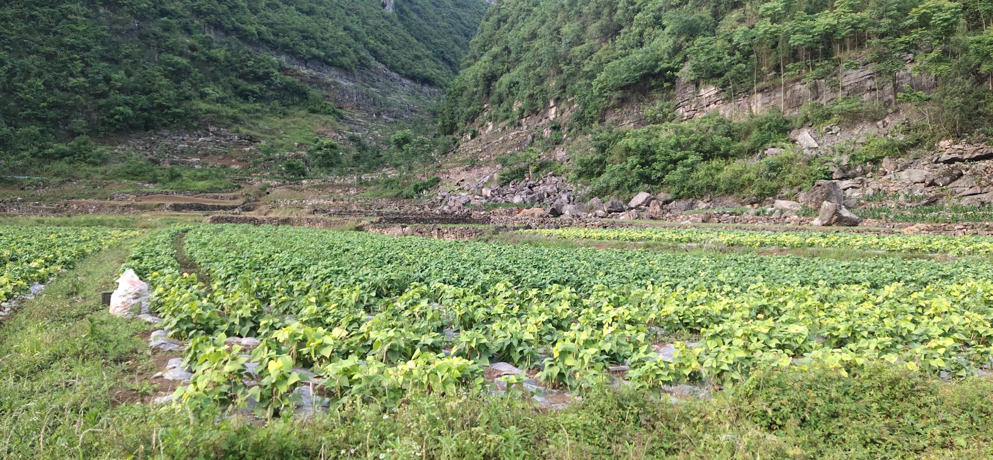 四季豆田间生长实景