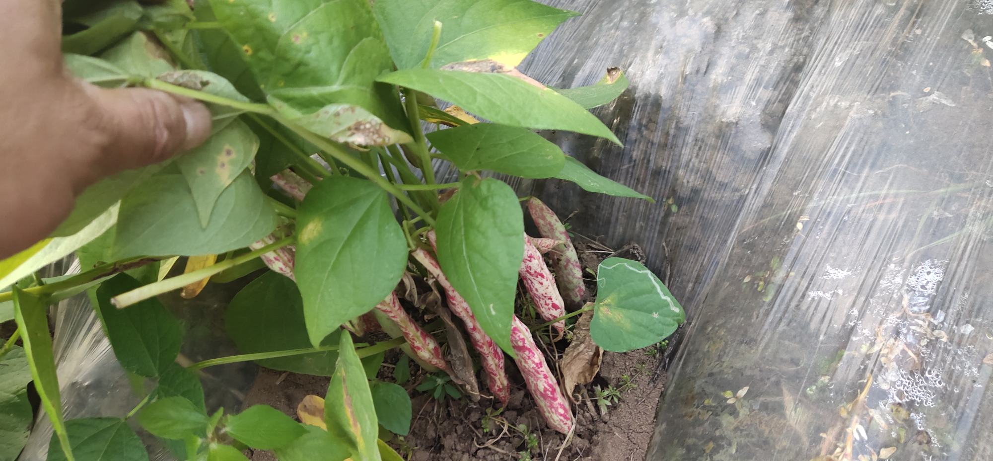 老化的四季豆豆荚,表面粗糙、纤维明显 四季豆老化的豆荚特写