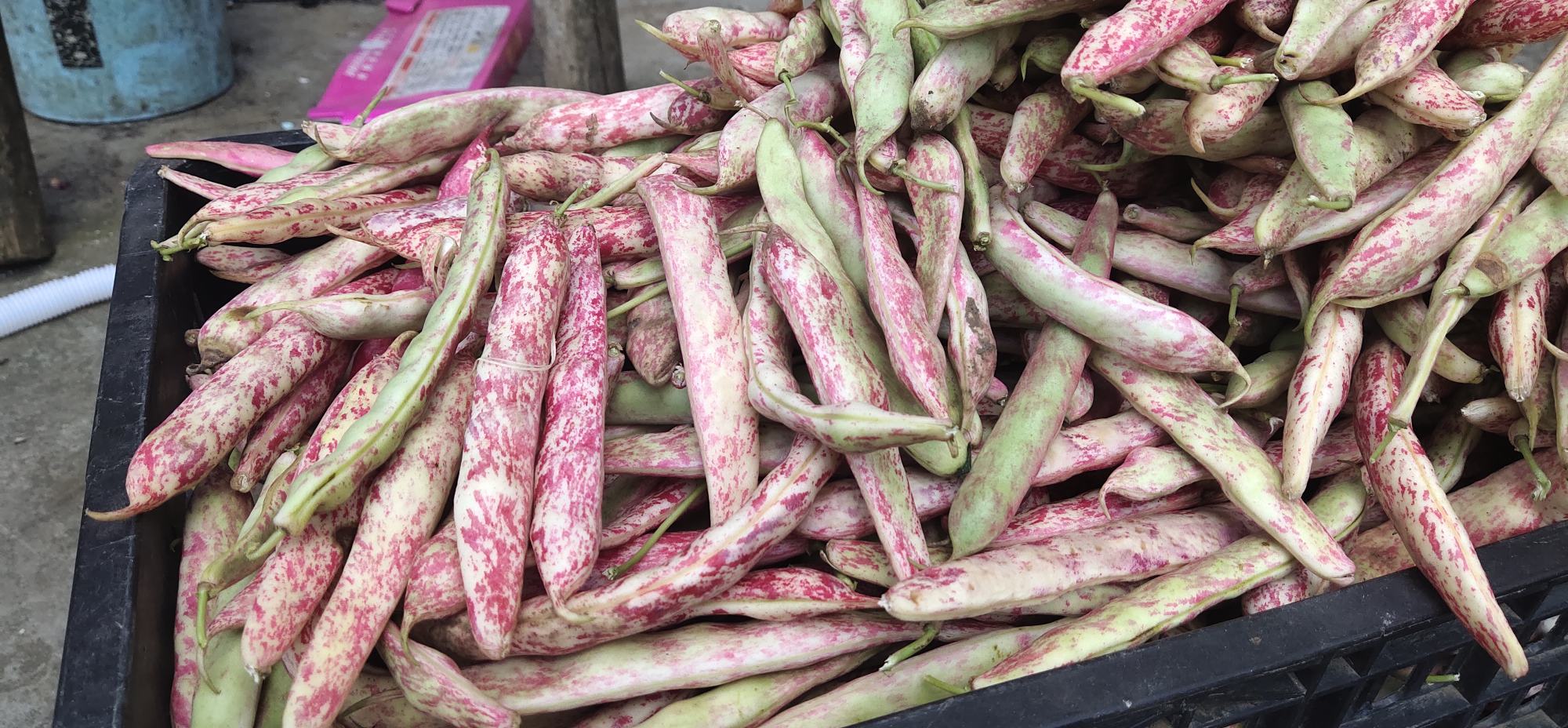 大骨头炖扁豆角成品图