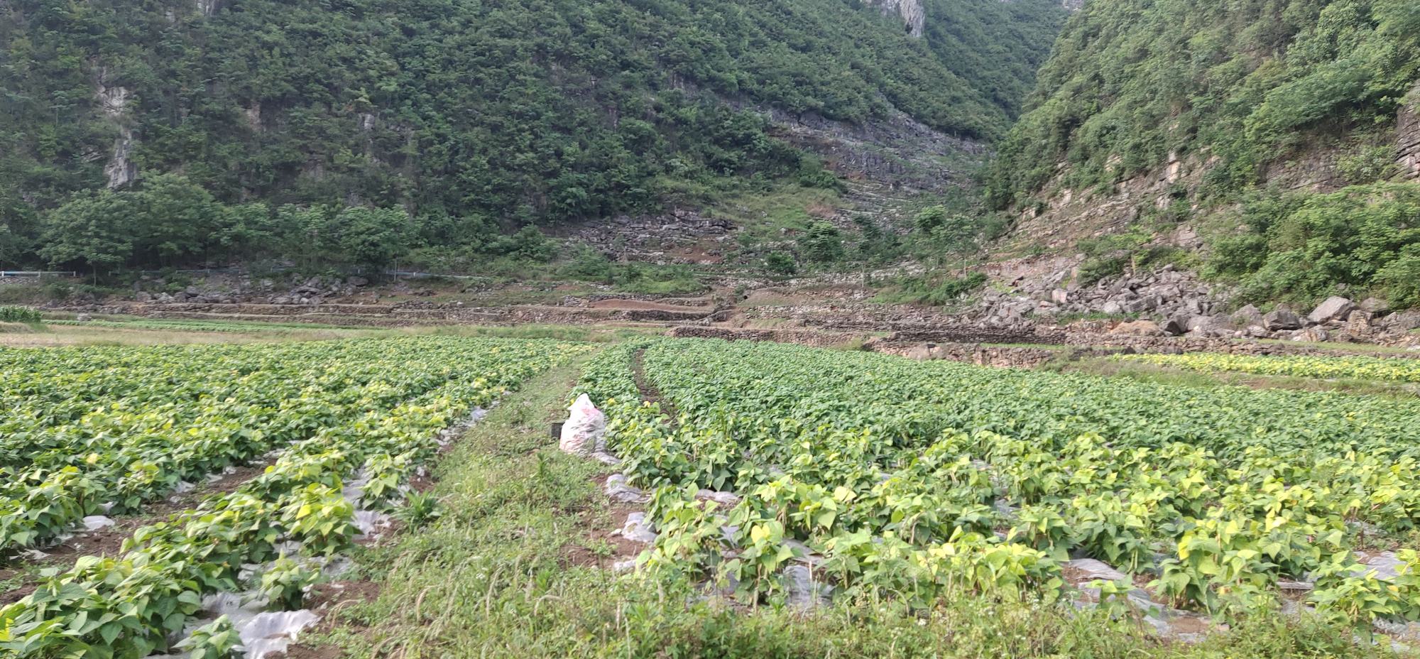 云豆种植基地
