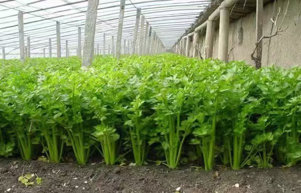 一张横向对比图表,左侧为红色西红柿切面,右侧为绿色油菜植株,中间列出维生素C、维生素K、钙、番茄红素、硫代葡萄糖苷等营养成分含量对比柱状图 营养成分对比图