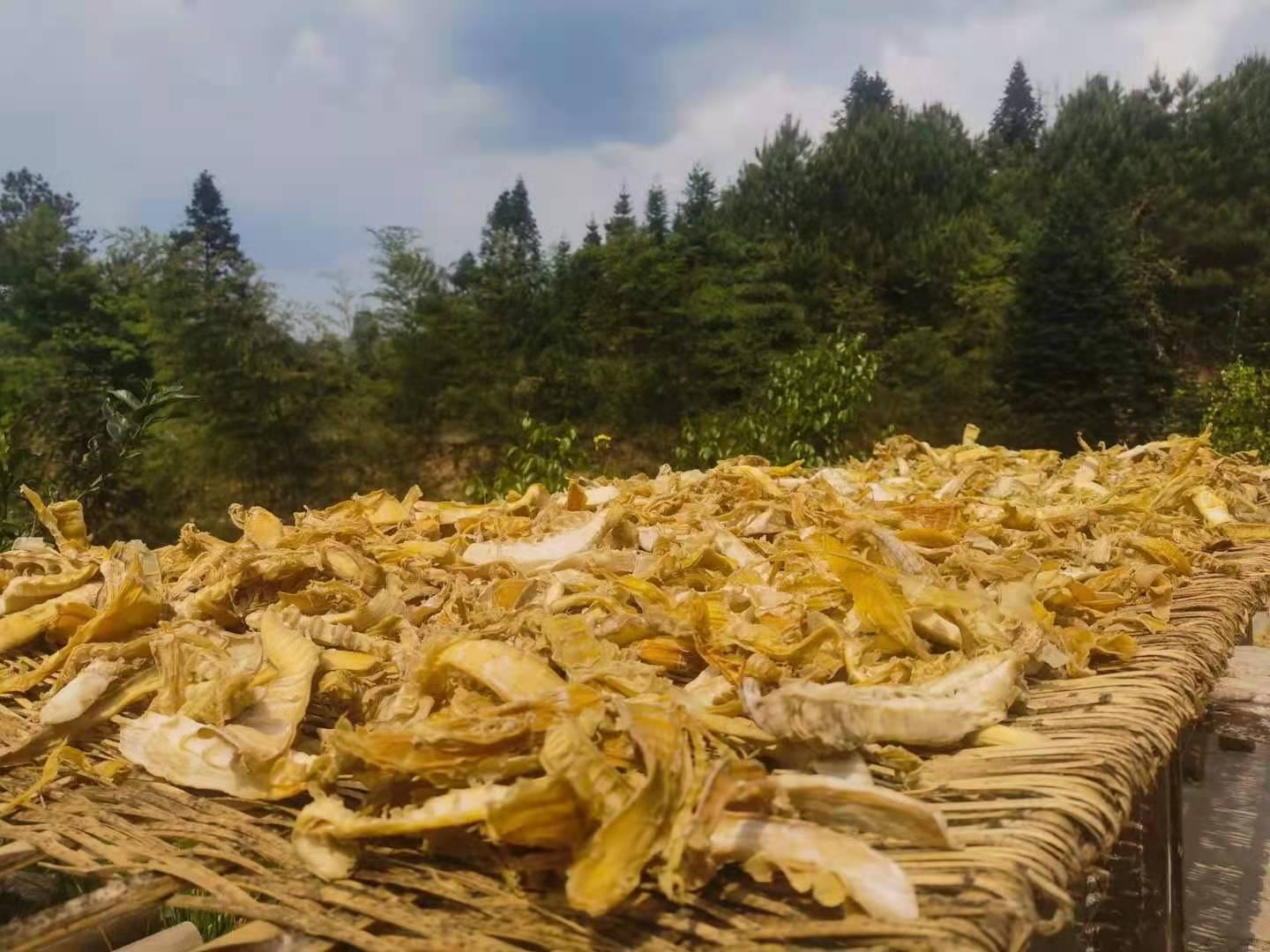 阳光充足的晒场上,多位身穿传统服饰的潮汕农户正在将新鲜采收的石侧柏枝叶均匀摊铺在竹席上,进行自然晾晒;背景为低矮山丘,近处可见温度计与湿度仪,体现规范化加工流程;枝叶呈深绿色,部分已开始脱水卷曲 农户手工晾晒石侧柏枝叶场景