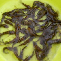 黄骨鱼苗