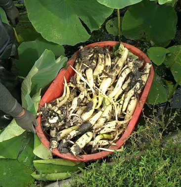 [莲藕批发]马踏湖鲜藕价格30.00元/斤 - 一亩田