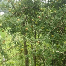 纯野生刺梨