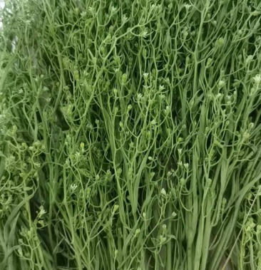 [百蕊草批发]百蕊草价格115.00元/公斤 - 一亩田