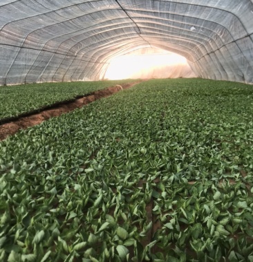 [凉粉草批发]高胶质凉粉草仙草用于制作龟苓膏果酱果冻等等价格9600.