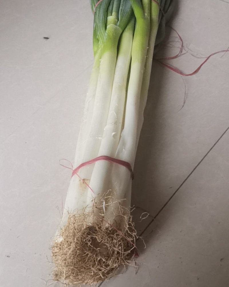 青葱是什么(青葱是什么葱)