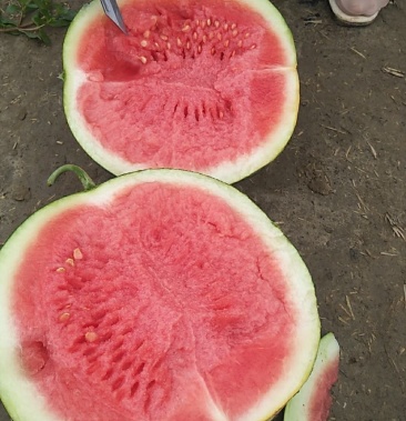 [西瓜批发]黑皮无籽,花皮无籽陆续上市价格0.75元/斤 - 一亩田