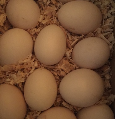 脱温斗鸡55元/只,斗鸡蛋15块/枚,有老板中意吗