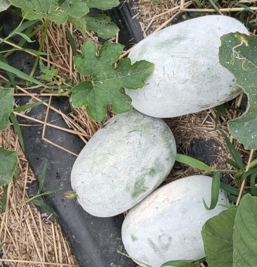 冬瓜河南太康张集镇司庄1000亩精品水果冬瓜大量上市