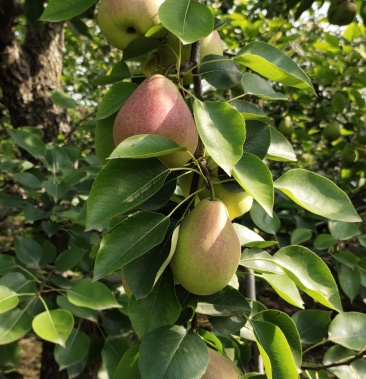 红梨 中国红梨 七月红 七月红梨 红美酥 红美酥梨