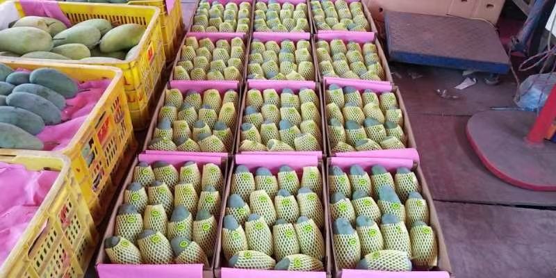 现代化芒果分选线正在作业:前端光学检测糖度与瑕疵,中段按重量(A级:400–550g,B级:300–400g)自动分流,末端贴标封装;背景可见‘桂七芒’专用保鲜膜卷材及出口欧盟的纸箱堆垛 广西百色田阳芒果分选加工车间实景