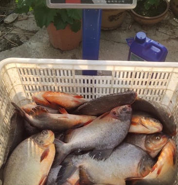[白鲳批发]淡水白鲳价格6.00元/斤 - 一亩田