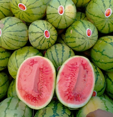 宁夏石缝瓜西砂瓜西瓜金城5号