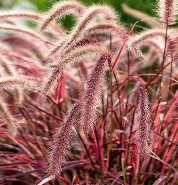紫穗狼尾草种子观赏火焰紫叶四季狗尾草种籽观赏型植物种籽