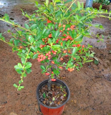 火棘树苗火棘球园林绿化树苗满树红盆栽苗盆栽盆景