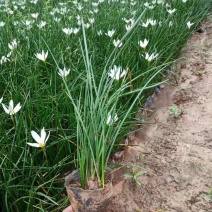 多年生花草葱莲地被植物葱兰盆栽花矮生花苗四季易种易活常绿