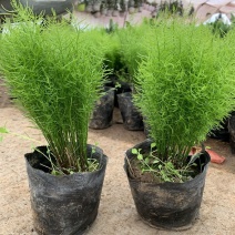 绒松盆栽天门冬花苗室内四季常青花卉绿植花境苗