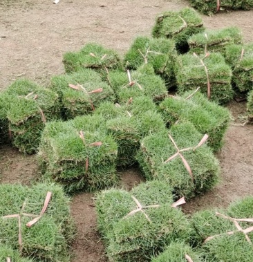 真草草坪細葉結縷草馬尼垃草坪基地培育顏色亮全國發貨