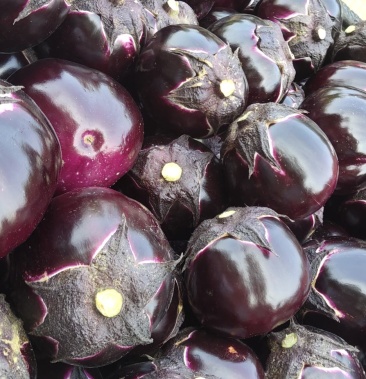 [茄子批发]大红袍茄子价格0.20元/斤 - 一亩田