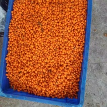 沙棘果
