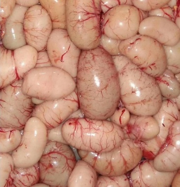 只卖鲜货,全当天宰杀鸡腰子新鲜大龄草鸡肾土鸡肾20起拍