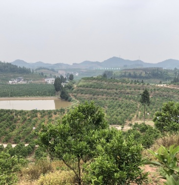 四川南充耙耙柑丑柑成熟园转让