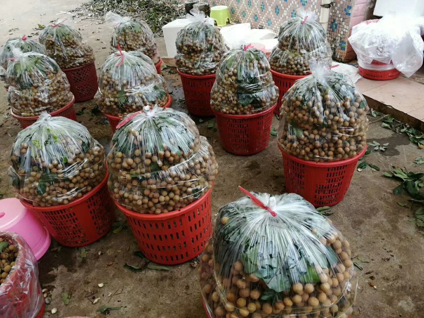 包装车间内的石硖龙眼分拣场景