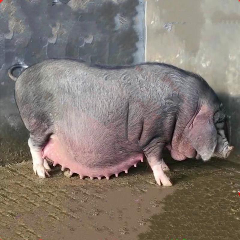 原种太湖母猪一代黑猪大梅山母猪二花脸母猪耐粗散养猪跑山猪