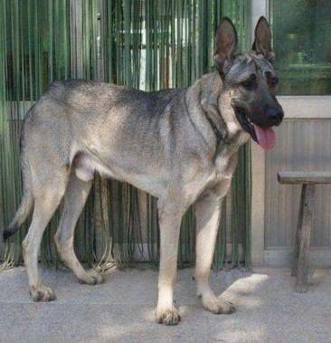 纯种狼青犬崽二至四个月狼青犬幼犬狼青犬小狗崽