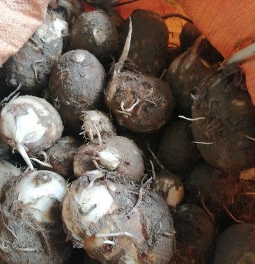 [白芋批发]白牙芋价格0.50元/斤 - 一亩田