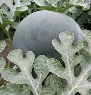 [黑皮西瓜批发]小神童价格0.80元/斤 - 一亩田