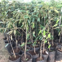 榴莲果树苗泰国金枕头猫山王榴莲苗带土带叶发货南方种植