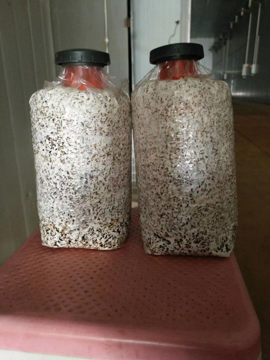 黑皮鸡枞菌种鸡枞菌包菌丝洁白健壮出菇量高