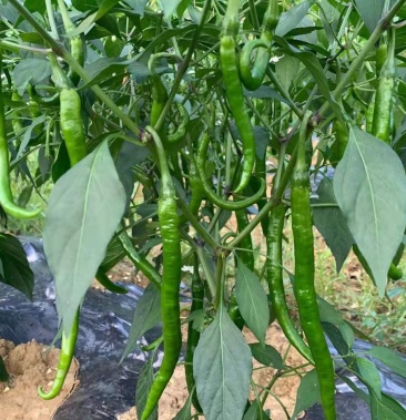 [二荆条辣椒批发]辣椒:红川椒19,艳椒(朝天椒),二荆条(红青都有)来聊