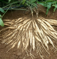 云南百部种子货已经不多了购者从速粒粒饱满质量好