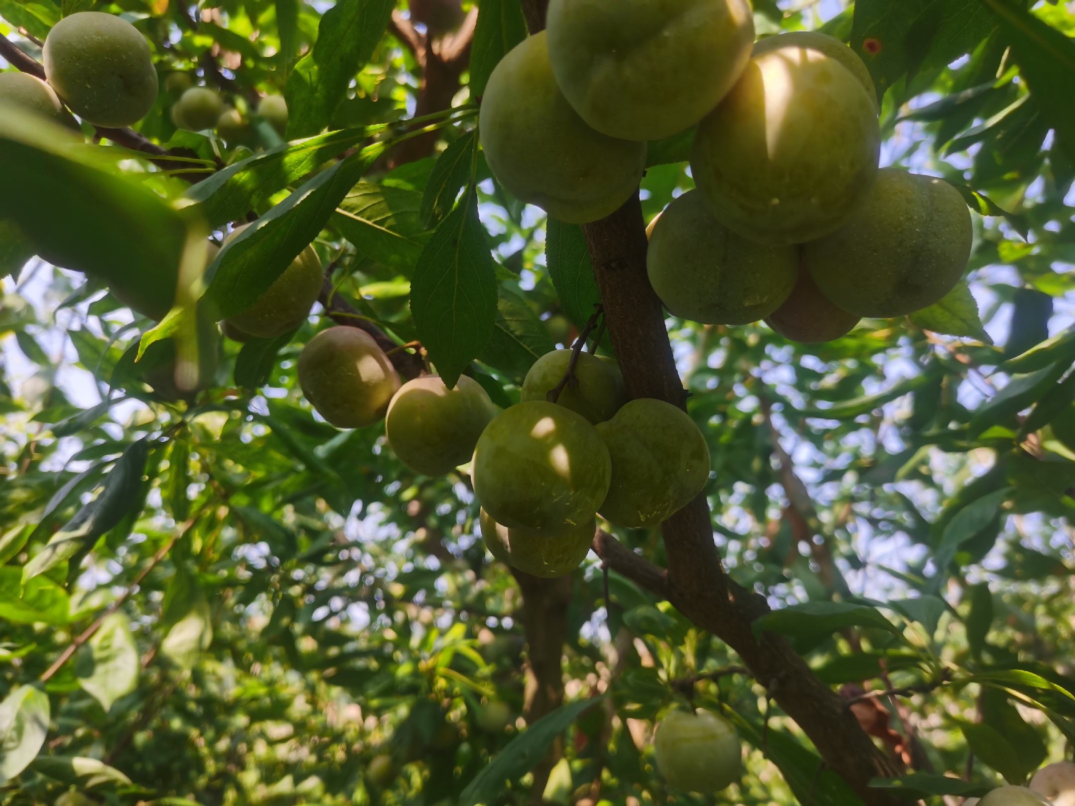 青翠的青脆李果树在阳光下生长,果实挂满枝头 青脆李种植园实景