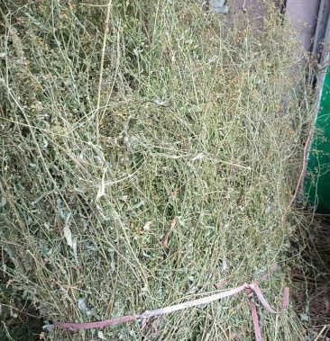 柴胡杆青苗柴胡杆长期大量提供可切段