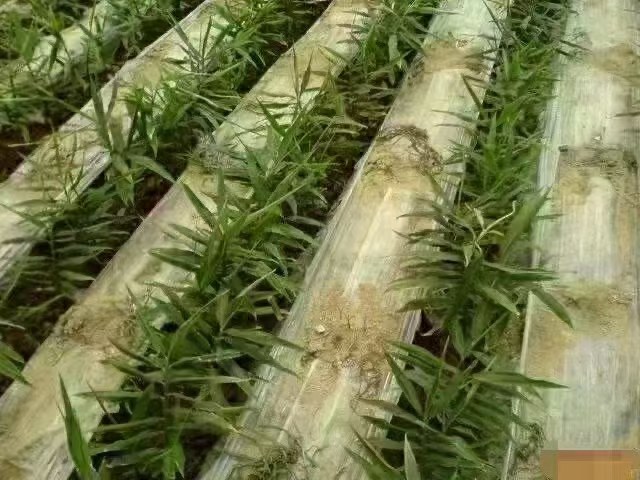 除草剂与杀虫杀菌剂混合使用示意图