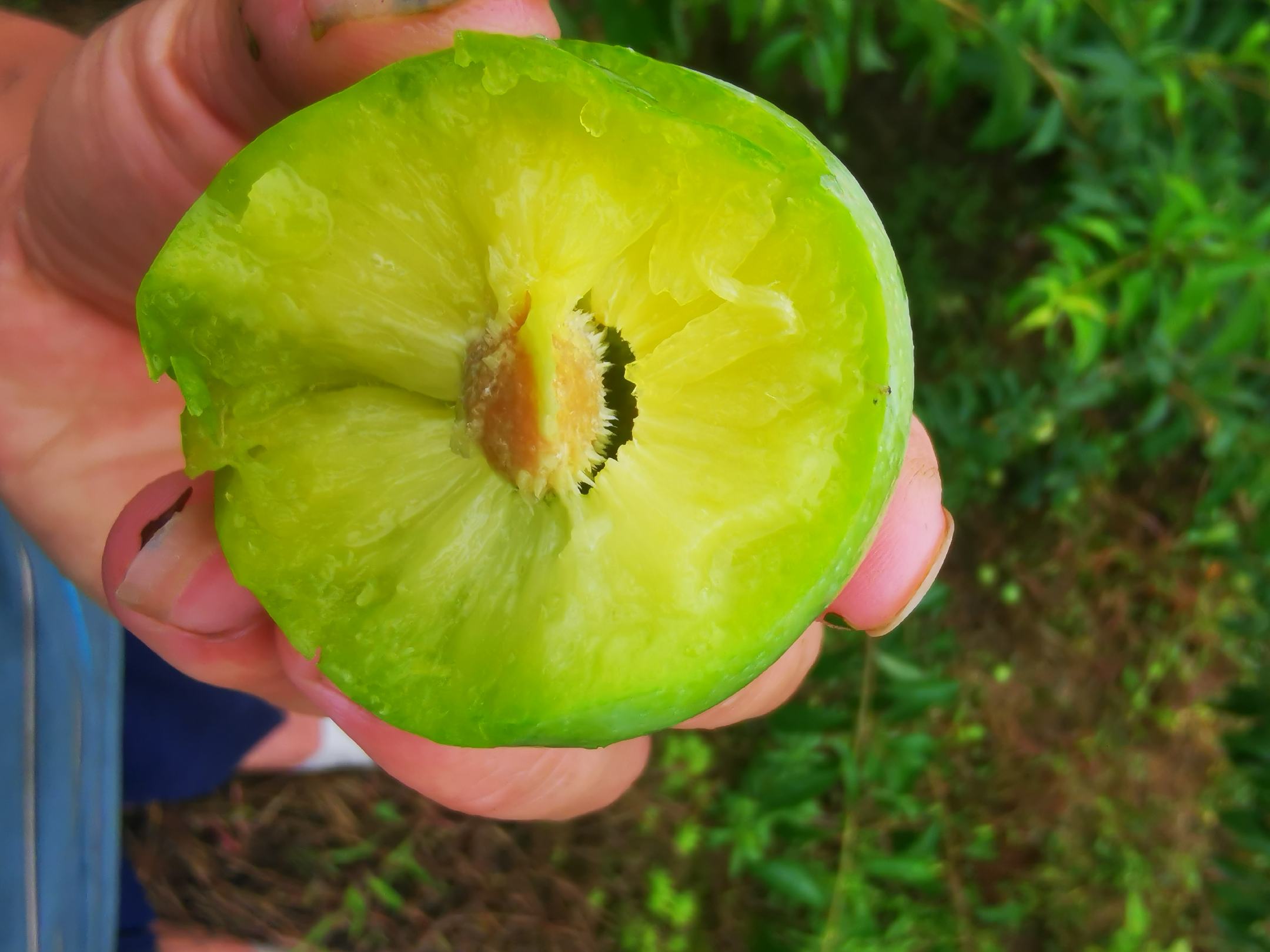 青脆李切面展示图