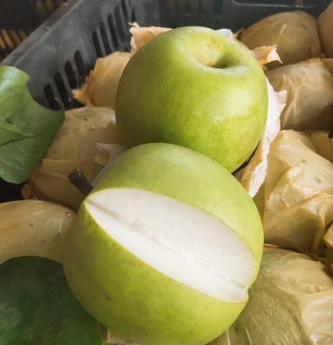 翠玉梨,精品翠玉梨,直销产地,对接电商平台,供用市场