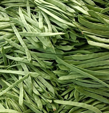 扁豆好扁豆新鲜扁豆大量供应