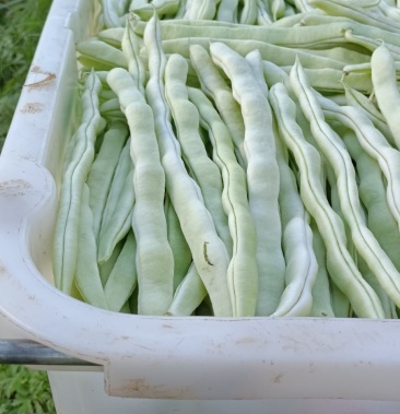 [油豆批发]精品奶油豆价格7.00元/公斤 - 一亩田